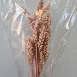 Wheat Assorted colours (Dried)