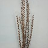 Wand Mullein (dried)