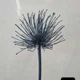 Agapanthus (per stem) - Dried (Blue in stock only)
