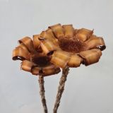 Protea Calyx (Centres of a protea) - Dried Natural