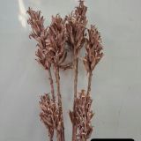 Primrose Seed head (5stems per bch) - Dried