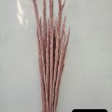 Marram Grass Coloured (10stems per bch) - Dried