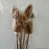 Teazles - Natural - Dried (5 stem bunches)