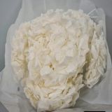 Hydrangea Preserved Coloured (White only)