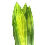Draceana Cordyline