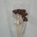 Cedar Cones on a stick