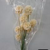 Scabiosa Starballs - Preserved (white with a blue stem)