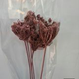 Wild Carrot Flower - Dried (natural, pink)