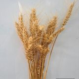 Barley (Dried) - Natural only