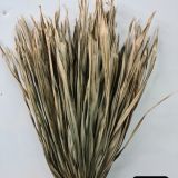 Fan Palm Natural - Dried