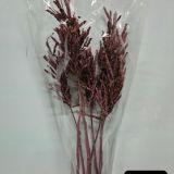 Lupin Seed Pods (5stems per bch) - Dried