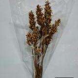 Primrose Seed head (5stems per bch) - Dried