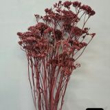 Achillea - Yarrow Assorted colours (Dried)