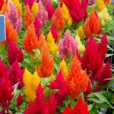 Celosia Plumosa