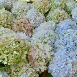 Hydrangea Blooms - per stem - Various colours