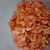 Hydrangea Preserved Coloured (Dark Peach & White only)