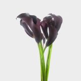 Calla Lily