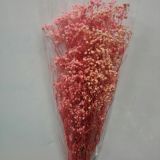 Gypsophila Dried - Hot Pink only