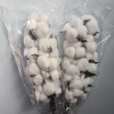 Cotton Bunches - 5stems per bunch