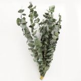 Eucalyptus Silver Dollar Dried Natural - 5stems per bunch