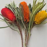 Banksia Preserved - Coloured
