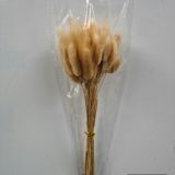Bunny Tails - Dried Natural