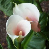 Calla Lily