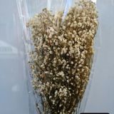 Gypsophila Dried Natural - 5stems per bunch