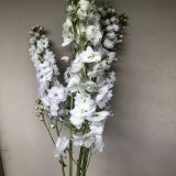 Delphinium Pacific Giant