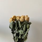 Roses Medium Head - Dried (10 stems)